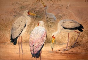 Tântalo Indiano, 1856-67 (wc e lápis sobre papel) de Joseph Wolf
